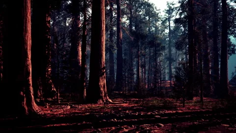 Majestic sequoia trees illuminating a tranquil forest landscape at dusk Stock Footage 311919374