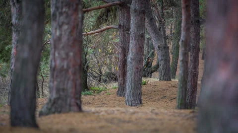 Majestic sequoias Stock-Footage 32568890
