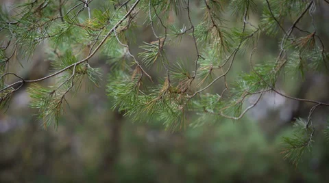 Majestic sequoias Stock-Footage 32569587