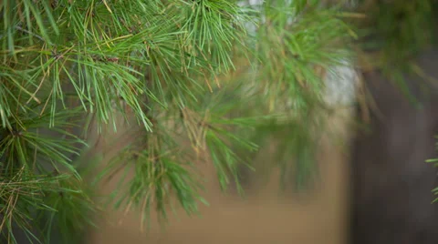 Majestic sequoias Stock-Footage 32570019