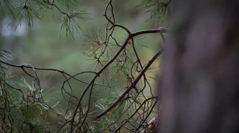 Majestic sequoias Stock-Footage 32570663