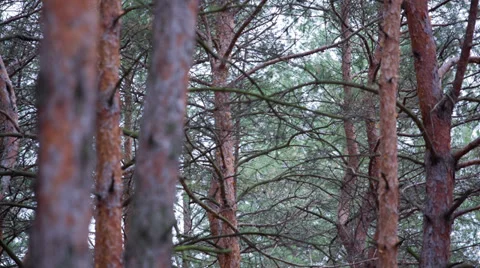 Majestic sequoias Stock-Footage 32571214