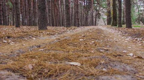 Majestic sequoias Stock Footage 32677437