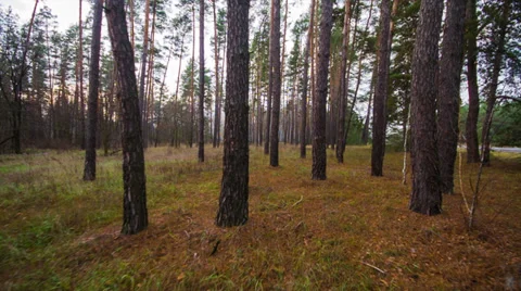 Majestic sequoias Stock-Footage 32928002