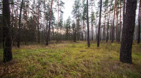 Majestic sequoias Stock Footage 32928037