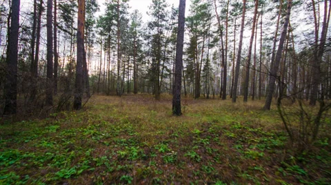 Majestic sequoias Stock-Footage 32928139