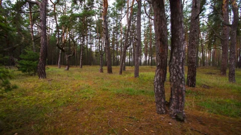 Majestic sequoias Stock-Footage 32928652