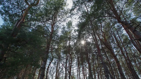 Majestic sequoias Stock Footage 37172690