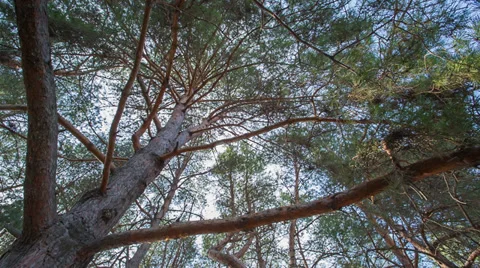Majestic sequoias Stock Footage 37173081