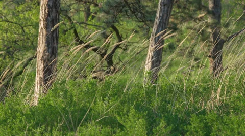 Majestic sequoias Stock Footage 37537155