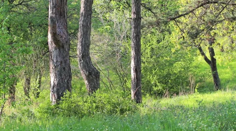 Majestic sequoias Stock Footage 37537533