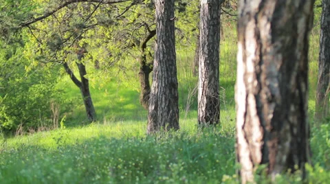 Majestic sequoias Stock Footage 37537555