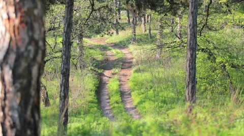 Majestic sequoias Stock Footage 37537619