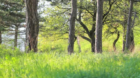 Majestic sequoias Stock Footage 37537703