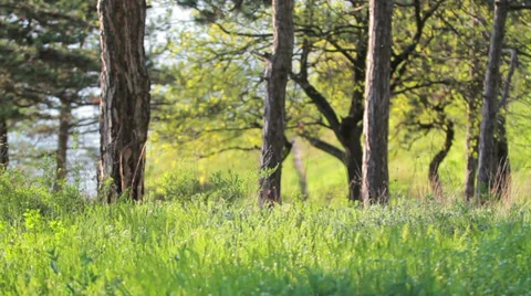 Majestic sequoias Stock Footage 37537716