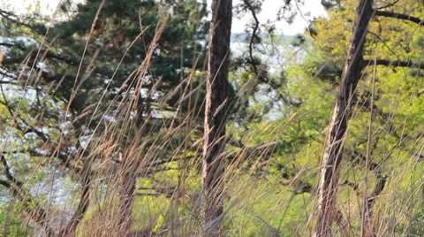 Majestic sequoias Stock Footage 37537892