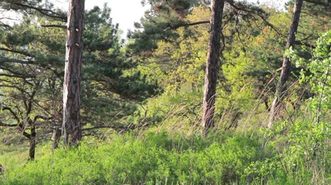 Majestic sequoias Stock Footage 37537909