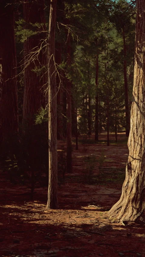 Majestic sequoias tower under sunlight in serene forest setting Stock Footage 334244604