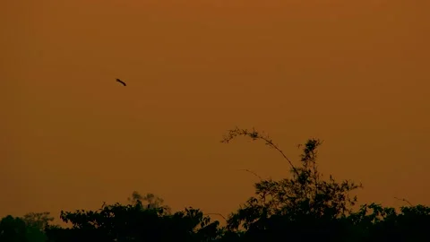 Majestic silhouette of an eagle or hawk soars across the sky, its wings Stock Footage 236974210