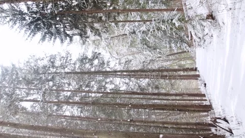 Majestic snow fall in pine tree forest hiking trail winter cold weather, ve.. Stock-Footage 262001354