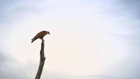 Majestic Sri Lankan Fish Eagle slow motion flight in Yala national park Stock Footage