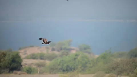 Majestic Steppe Eagle Soaring Above Desert Landscape Stock Footage 300315901