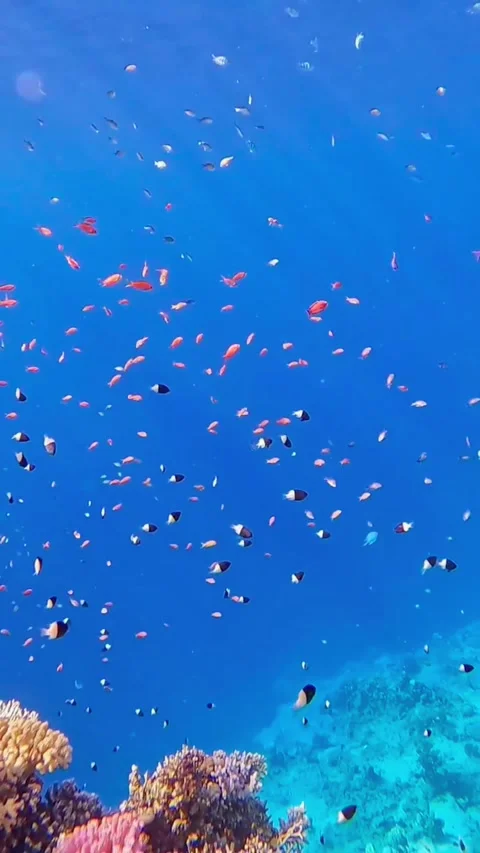 Majestic Sun Rays Filtering Through the Deep Blue Ocean Abyss 库存影片 337014331
