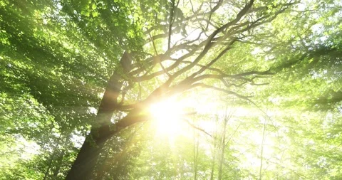 Majestic sun rays through big tree branches Stock Footage 228071542