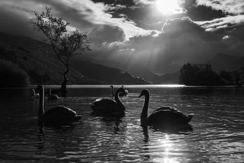 Majestic swans by the Lonely tree Stock Photos