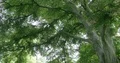 Majestic tall green beech tree low angle shot at sunny day 4k or 4k+ Resolution