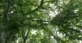 Majestic tall green beech tree low angle shot at sunny day 4k or 4k+ Resolution