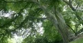 Majestic tall green beech tree low angle shot at sunny day 4k or 4k+ Resolution