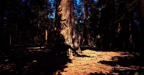 Majestic tall trees create shadows in a dense forest under bright sunlight Ilustração Stock