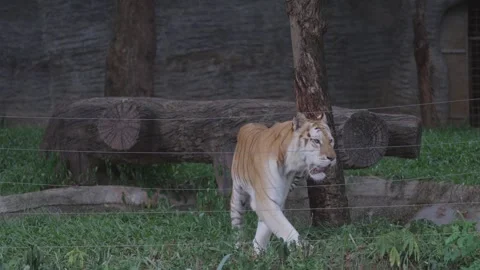 Majestic tiger paces gracefully in its secure zoo enclosure. Stock Footage 247035159