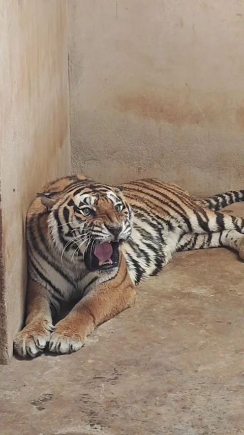 Majestic tiger resting in an enclosure Vidéo 334635500