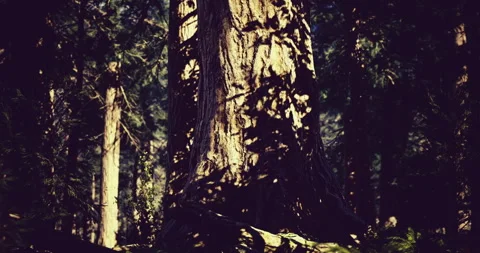 Majestic tree casting intricate shadows in a serene forest setting Stock Footage 304513525