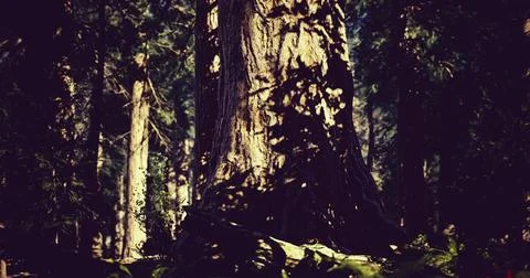 Majestic tree casting intricate shadows in a serene forest setting Stock Illustration