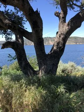 Majestic Tree Frames Stunning View of Serene Waters and Distant Hills Stock Photos