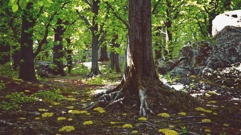 A majestic tree with intricate root system in a lush forest Stock Illustration