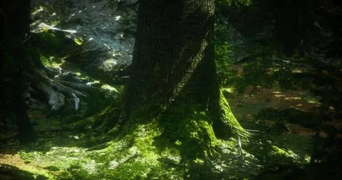 Majestic tree with moss in tranquil forest sunlight 스톡 일러스트