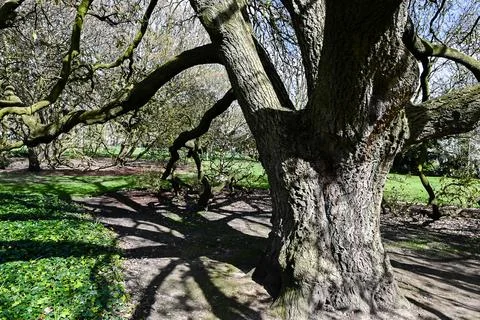 Majestic tree Stock Photos