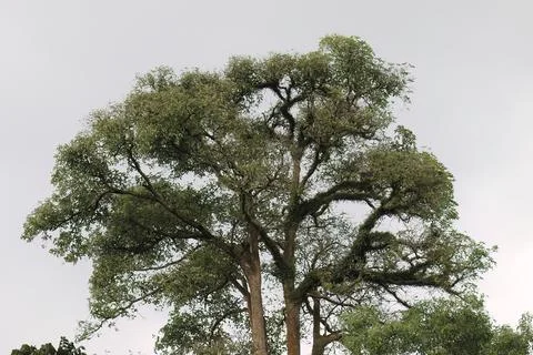 Majestic Tree With Rounded Crown Shape Stock Photos