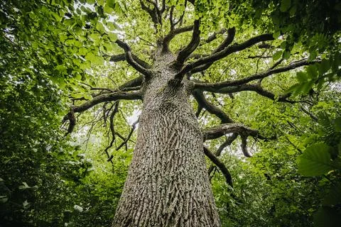 Majestic tree with sprawling branches and textured bark viewed from below, .. Stock Photos
