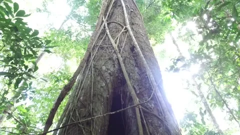 Majestic Tree surrounded by Vines and sunshine in Jungle, Thailand Stock Footage 130697024