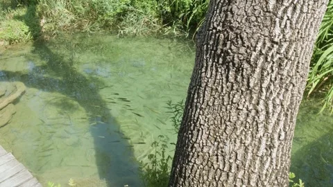 Majestic tree trunk standing next to peaceful body of water teeming with fish. Stock Footage 259075281