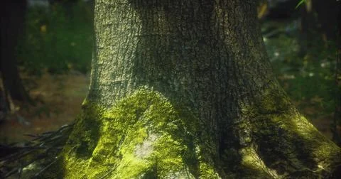 Majestic tree trunk surrounded by vibrant green moss in a peaceful forest 스톡 일러스트