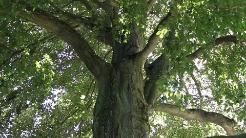 Majestic Tree - view from underneath Video stock 95658204