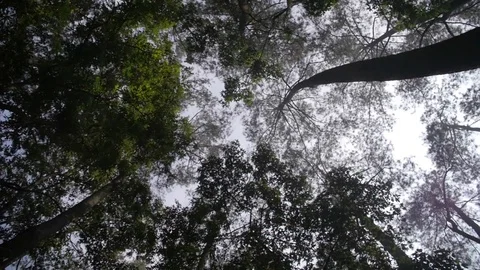 Majestic trees in the forrest Stock-Footage 76555331