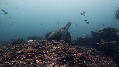 Majestic Turtle Video stock 300854755