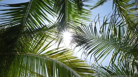 Majestic view of the sunbeams shining through palm tree leaves on the bright Stock Footage 166818853